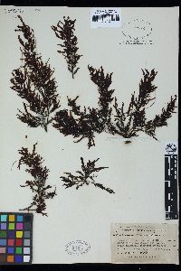 Sargassum sinicola subsp. camouii image
