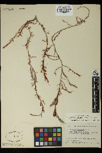 Sargassum johnsonii image