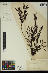 Sargassum nigrifolium image