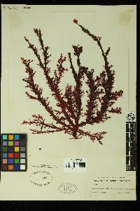Callophyllis hombroniana image