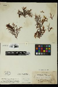Sargassum patens image