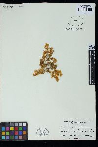 Sargassum polyceratium image