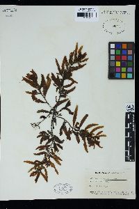 Sargassum polycystum image