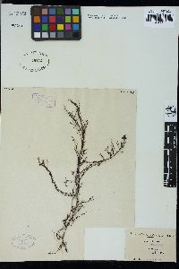 Chiracanthia arborea image