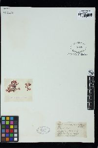 Portieria japonica image
