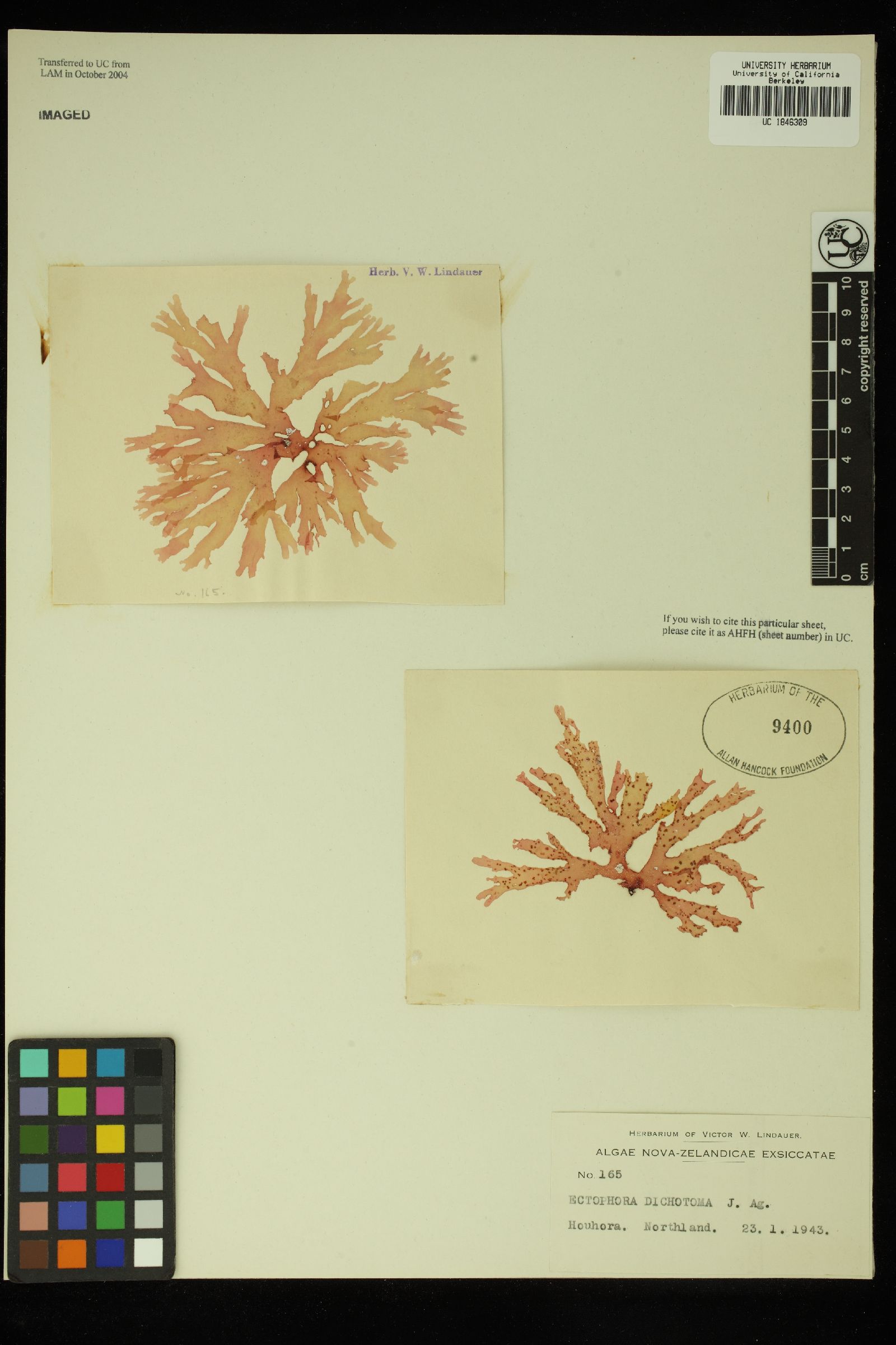 Callophyllis laingiana image