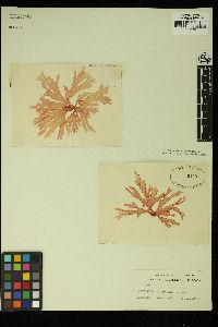Callophyllis laingiana image