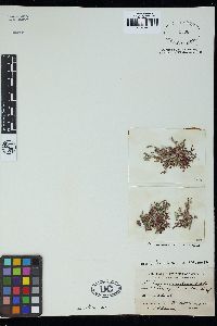 Dichotomaria spathulata image