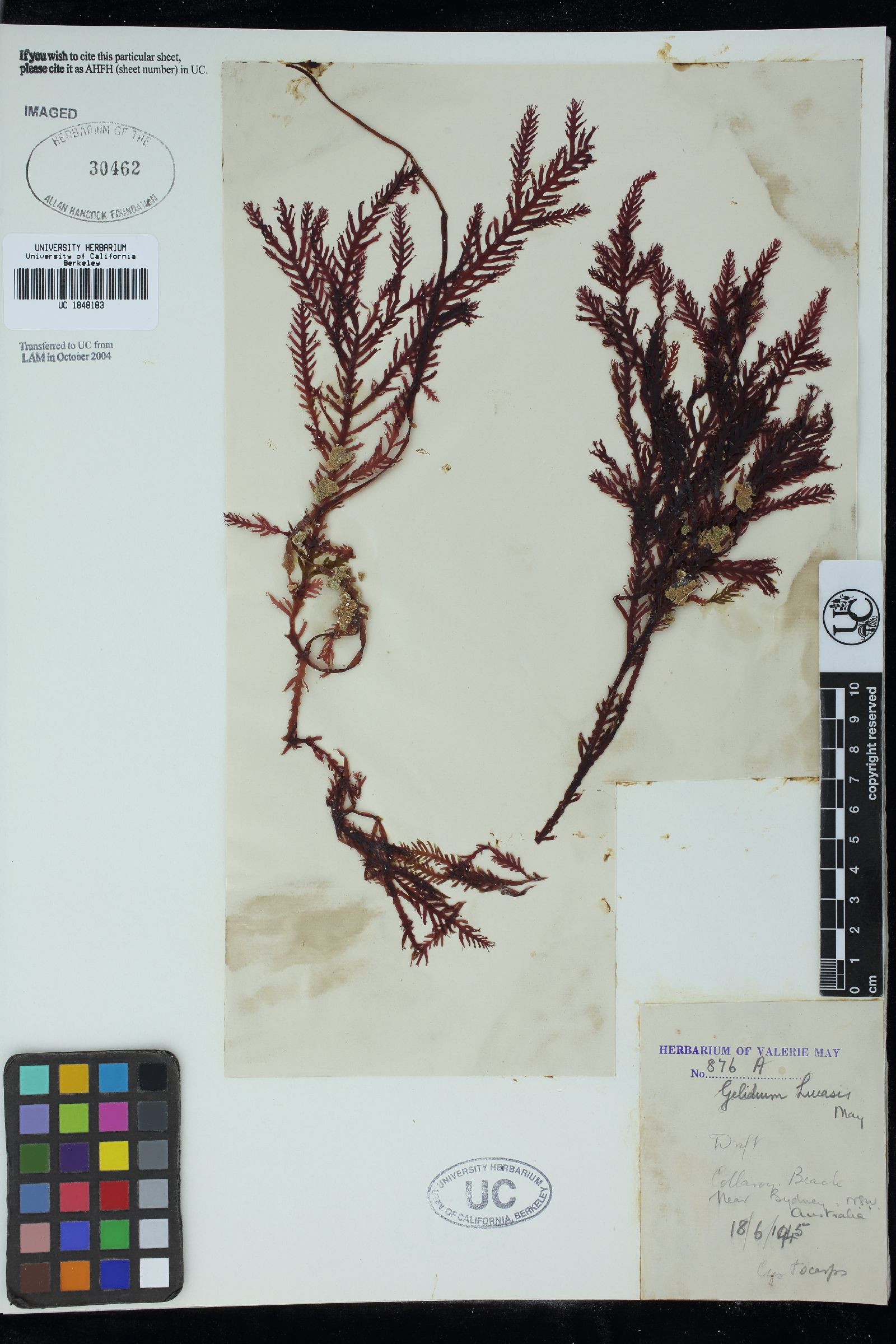 Ptilophora pectinata image