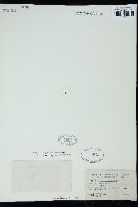 Gelidium microphysa image
