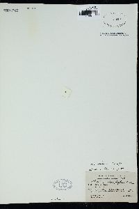 Gelidium sclerophyllum image