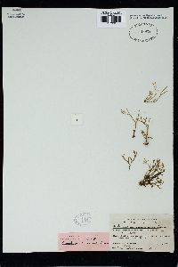 Gracilaria ramisecunda image