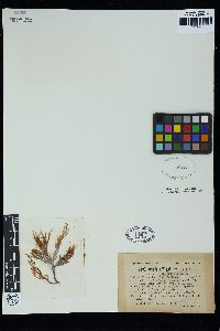Gracilaria wrightii image
