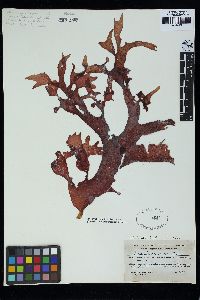 Gracilaria textorii image