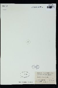 Hildenbrandia rivularis image