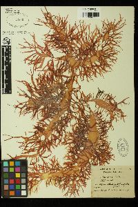 Hymenocladia chondricola image