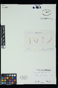 Hypoglossum tenuifolium image