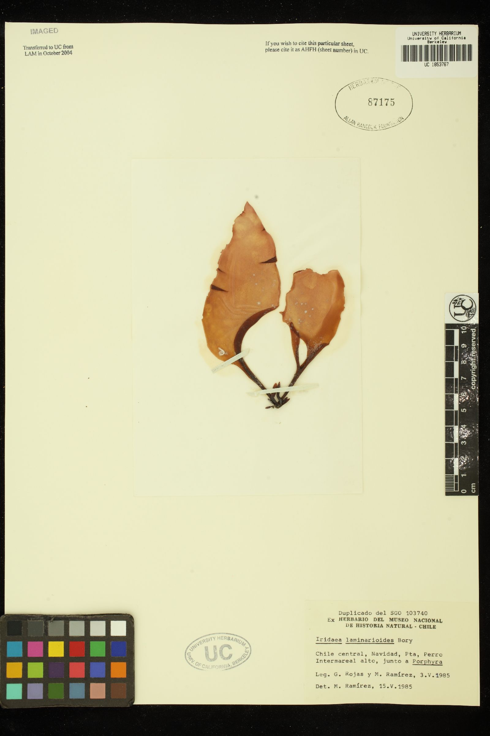 Mazzaella japonica image