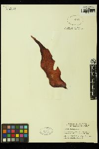 Iridaea ciliata image