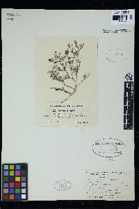 Laurencia cervicornis image