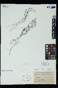 Heteroderma gibbsii image