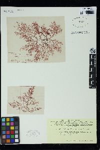 Microcladia novae-zelandiae image