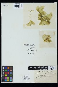 Monostroma latissimum image
