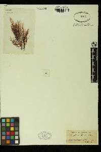 Polysiphonia fibrata image