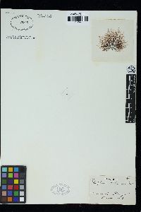 Polysiphonia rhunensis image