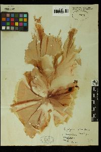 Pyropia columbina image