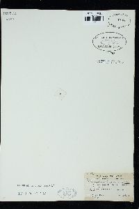 Pterosiphoniella williamsii image