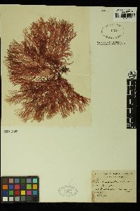 Rhodophyllis membranacea image