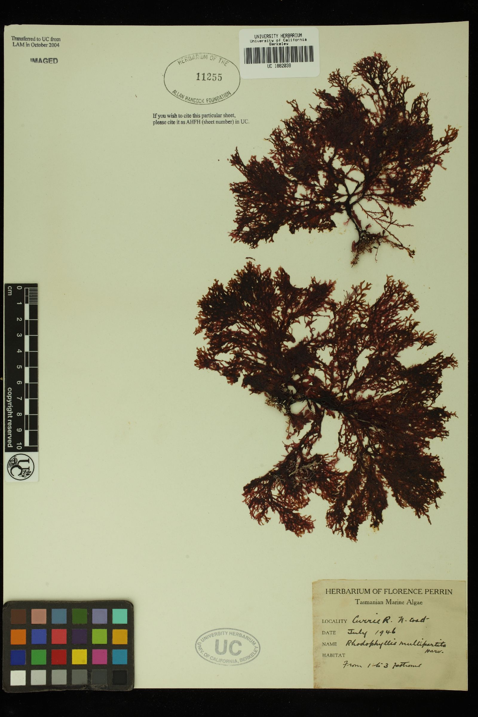 Rhodophyllis image
