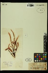 Tylotus obtusatus image
