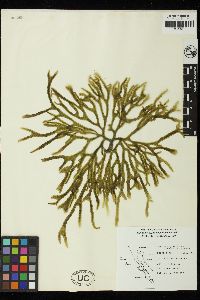 Codium amplivesiculatum image