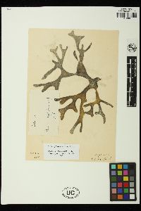 Codium platyclados image