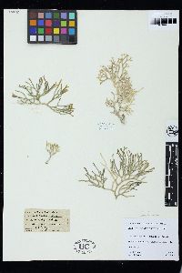 Codium hawaiiense image