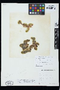 Codium spongiosum image