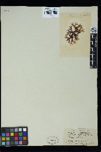 Polyopes affinis image