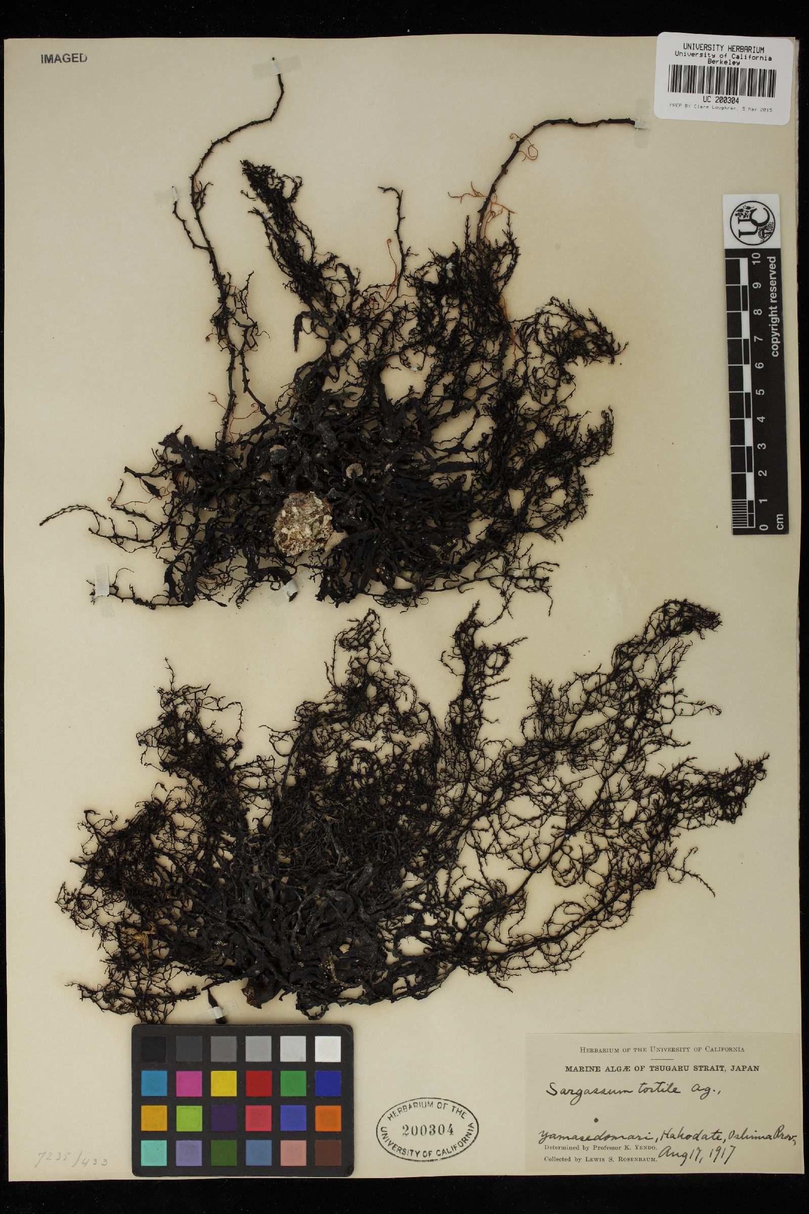 Sargassum siliquastrum image