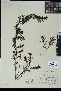 Sargassum fusiforme image