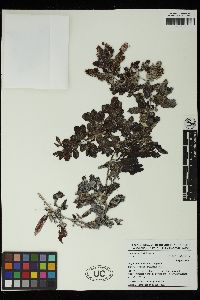 Sargassum duplicatum image