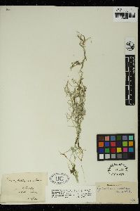 Nitellopsis obtusa image