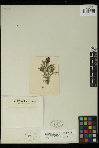 Cystoseira tamariscifolia image