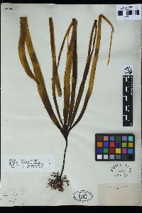 Laminaria digitata image