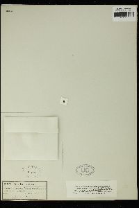 Amphiroa cladoniiformis image