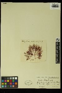 Callophyllis fastigiata image