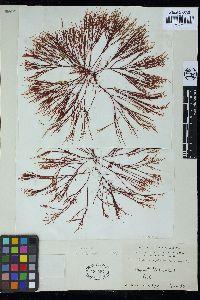 Image of Corallopsis excavata