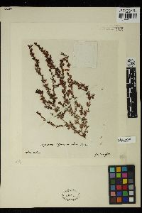 Sargassum notarisii image