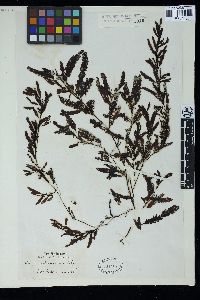 Sargassum paradoxum image